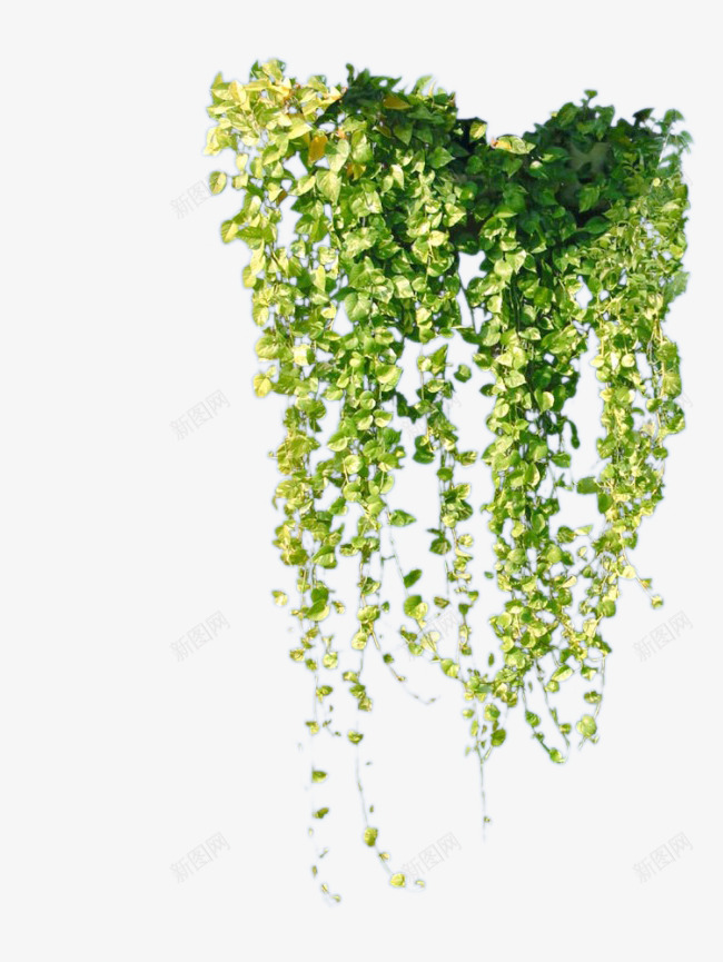 藤5植物叶子藤蔓草png免抠素材_新图网 https://ixintu.com 植物 叶子 藤蔓 蔓草
