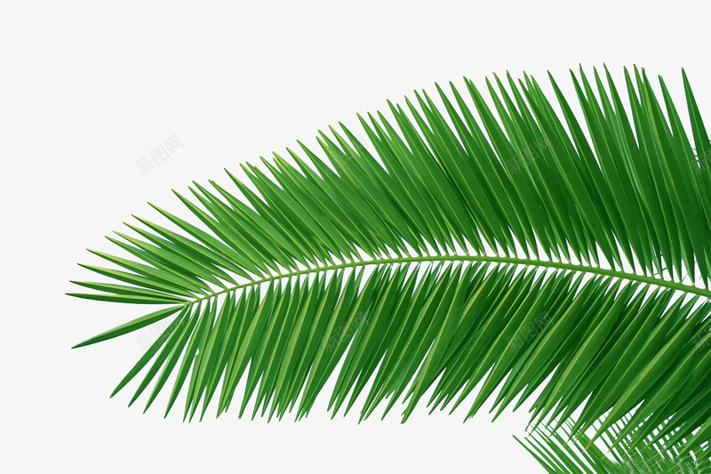 椰子树叶3Z植物插画植物木板木头木桩树枝png免抠素材_新图网 https://ixintu.com 植物 椰子 椰子树 树叶 插画 木板 木头 木桩 树枝