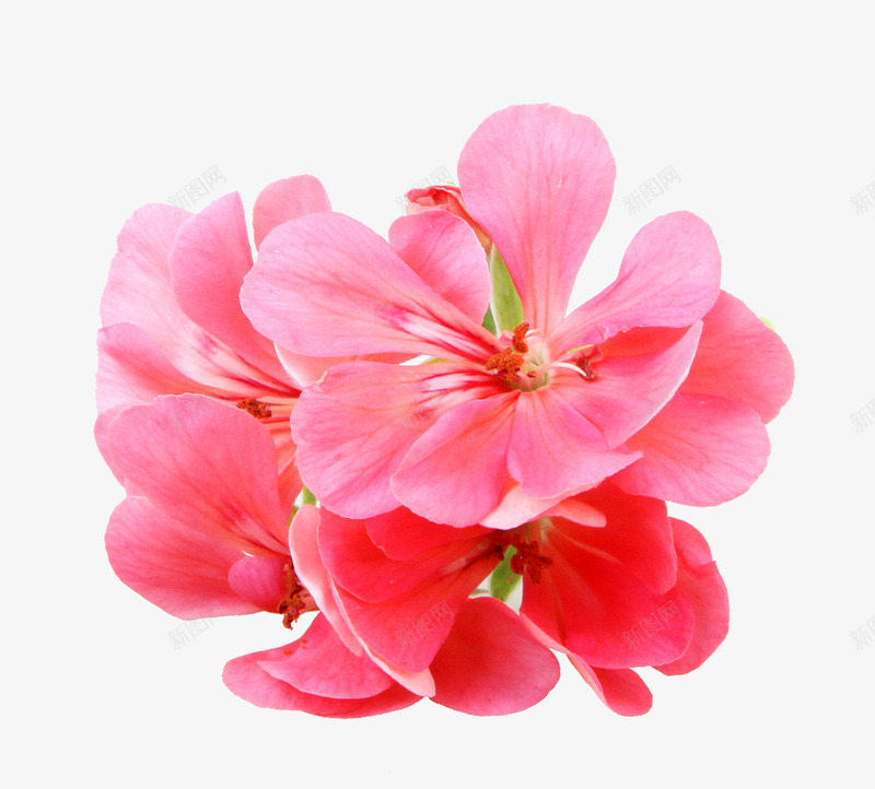 天竺葵花瓣特写jswpng免抠素材_新图网 https://ixintu.com 天竺 葵花 花瓣 特写