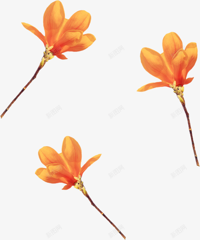 花朵十xcbwuyi6565wuyi丨png免抠素材_新图网 https://ixintu.com 花朵 十丨