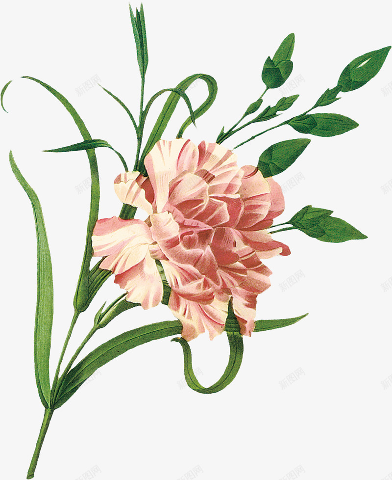 Flower05合集png免抠素材_新图网 https://ixintu.com 合集