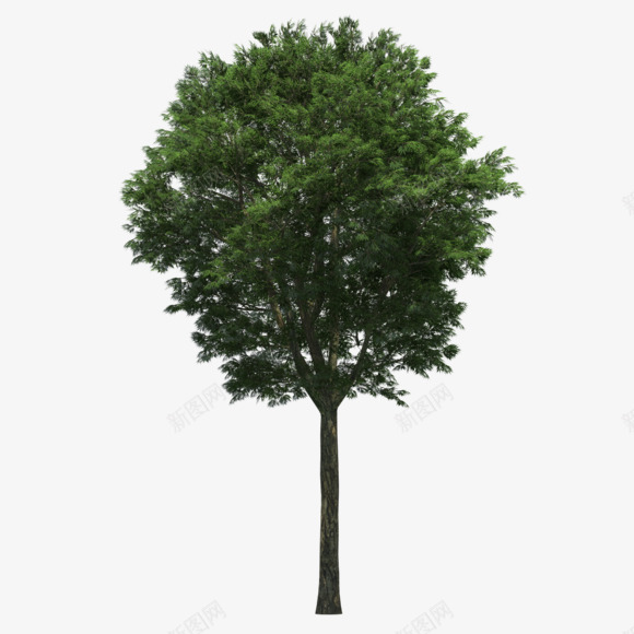 11花朵植物树叶水果png免抠素材_新图网 https://ixintu.com 花朵 植物 树叶 水果
