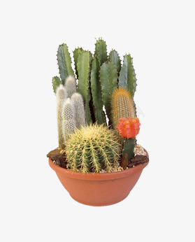 仙人掌盆栽植物关于png免抠素材_新图网 https://ixintu.com 仙人掌 盆栽 植物 关于