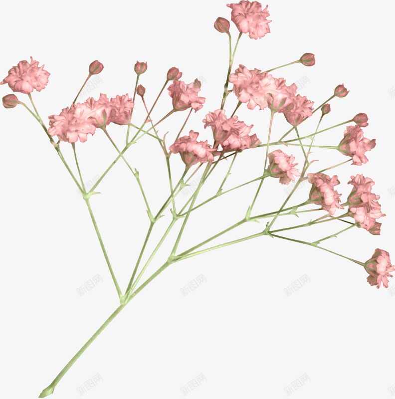fdidesignsbelieveinmiraclese12svetlera花草png免抠素材_新图网 https://ixintu.com 花草