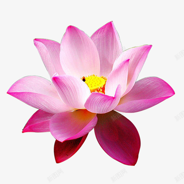 A设计图png免抠素材_新图网 https://ixintu.com 设计图