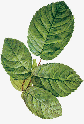 手绘植物叶子Materialpng免抠素材_新图网 https://ixintu.com 手绘 植物 叶子