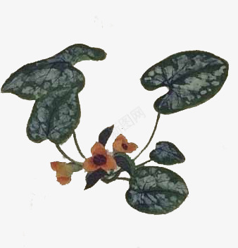 984免扣植物篇png免抠素材_新图网 https://ixintu.com 免扣 植物