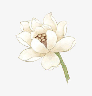白莲花免扣植物篇png免抠素材_新图网 https://ixintu.com 白莲花 莲花 免扣 植物