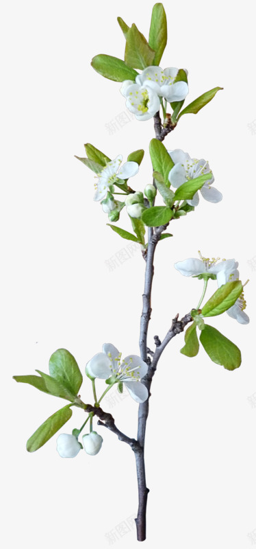 花枝花草第集植物花草树木png免抠素材_新图网 https://ixintu.com 花枝 花草 第集 植物 花草树木