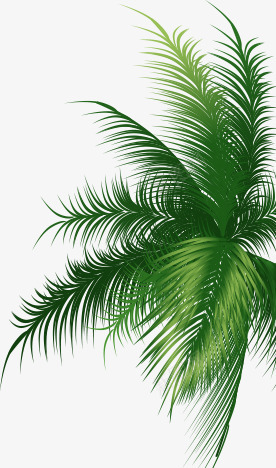 椰子树叶4花卉手绘花草树木png免抠素材_新图网 https://ixintu.com 椰子 椰子树 树叶 花卉 手绘 花草树木