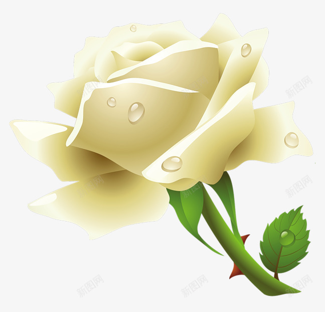 Whiteroseimageflowerwhiterosepicture植物png免抠素材_新图网 https://ixintu.com 植物
