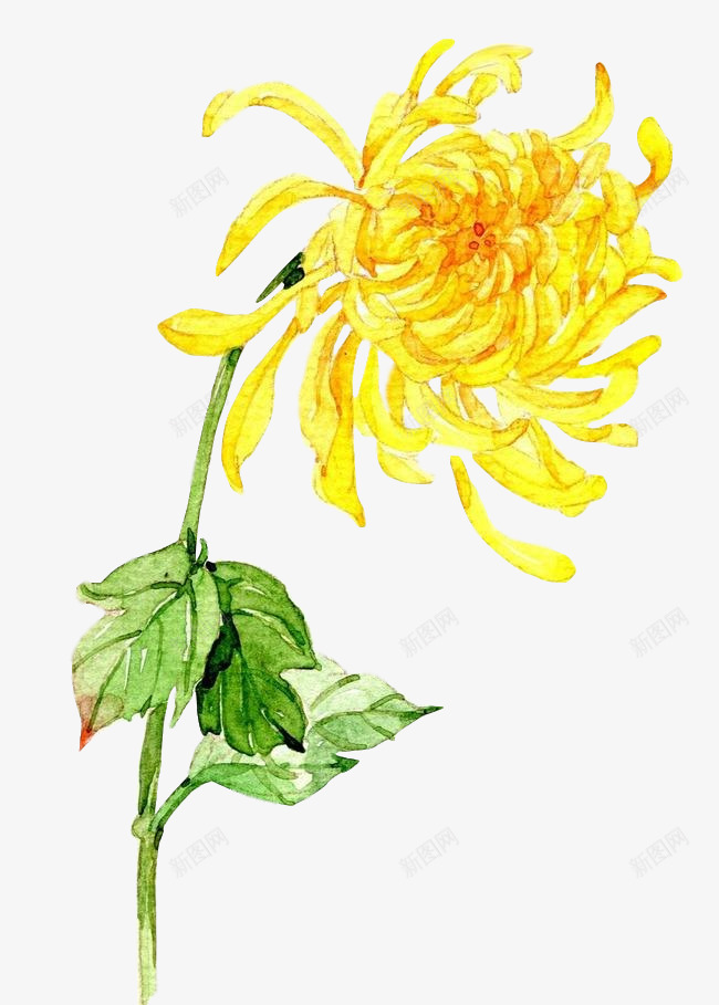 菊花中国风png免抠素材_新图网 https://ixintu.com 菊花 中国 国风