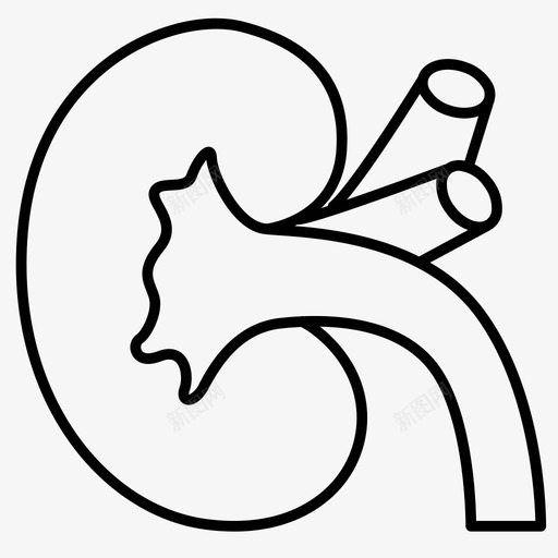肾器官身体部位健康svg_新图网 https://ixintu.com 器官 身体 部位 健康保健