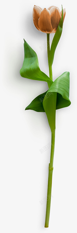 一支含苞待放的郁金香1花卉植物免扣去底透明水彩奥美Linda花卉免扣要账号看简介png免抠素材_新图网 https://ixintu.com 花卉 一支 水彩 账号 免扣 奥美 透明 含苞待放 扣去 植物 郁金香