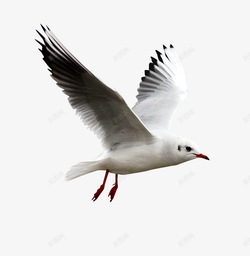 gull7大全png免抠素材_新图网 https://ixintu.com 大全