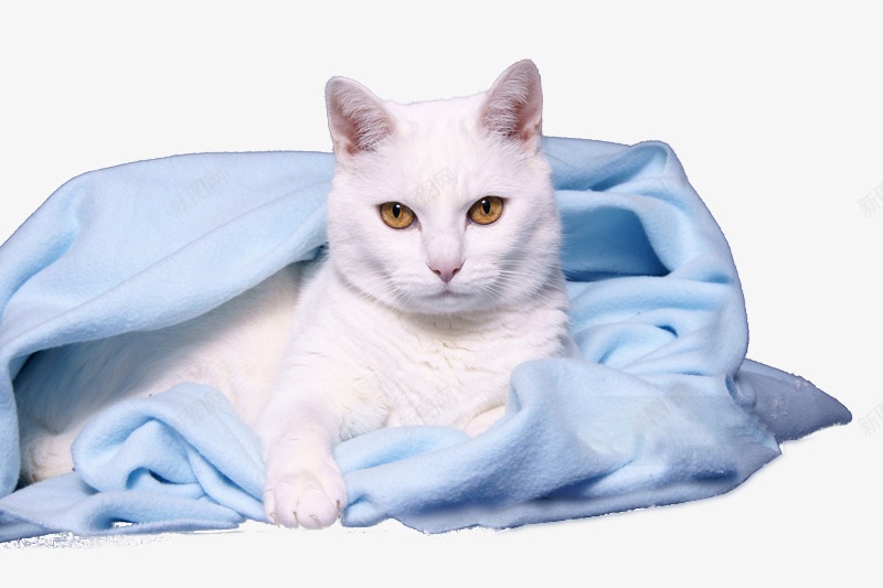 沐浴猫宠物png免抠素材_新图网 https://ixintu.com 沐浴 宠物
