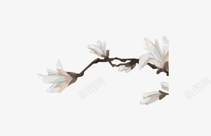 玉兰花1byyuganpng免抠素材_新图网 https://ixintu.com 玉兰花