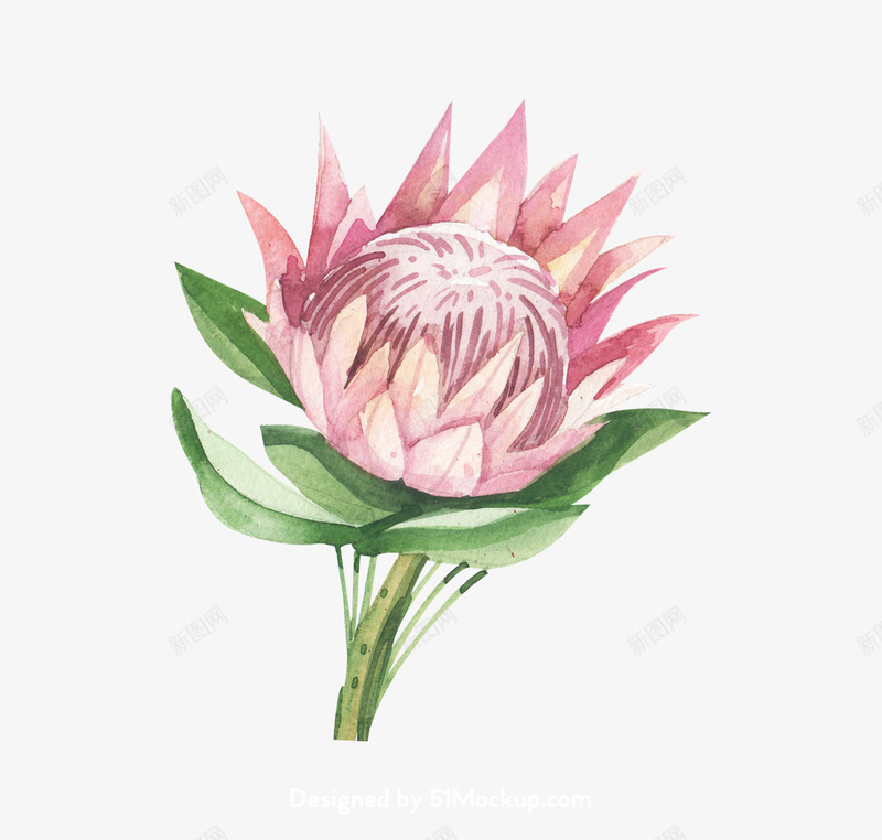 水彩树叶花瓣超免扣插图59花卉植物免扣去底透明水彩奥美Linda花卉免扣要账号看简介png免抠素材_新图网 https://ixintu.com 花卉 水彩 账号 免扣 奥美 透明 扣去 树叶 植物 插图 超免