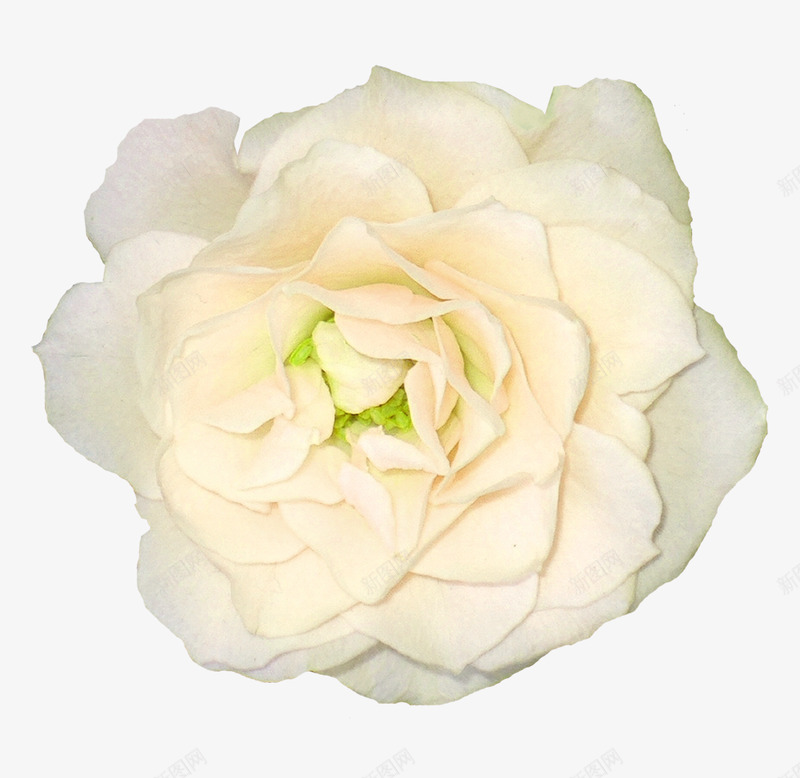 Whiteroseimageflowerwhiterosepicture木直牛勿png免抠素材_新图网 https://ixintu.com 木直 牛勿