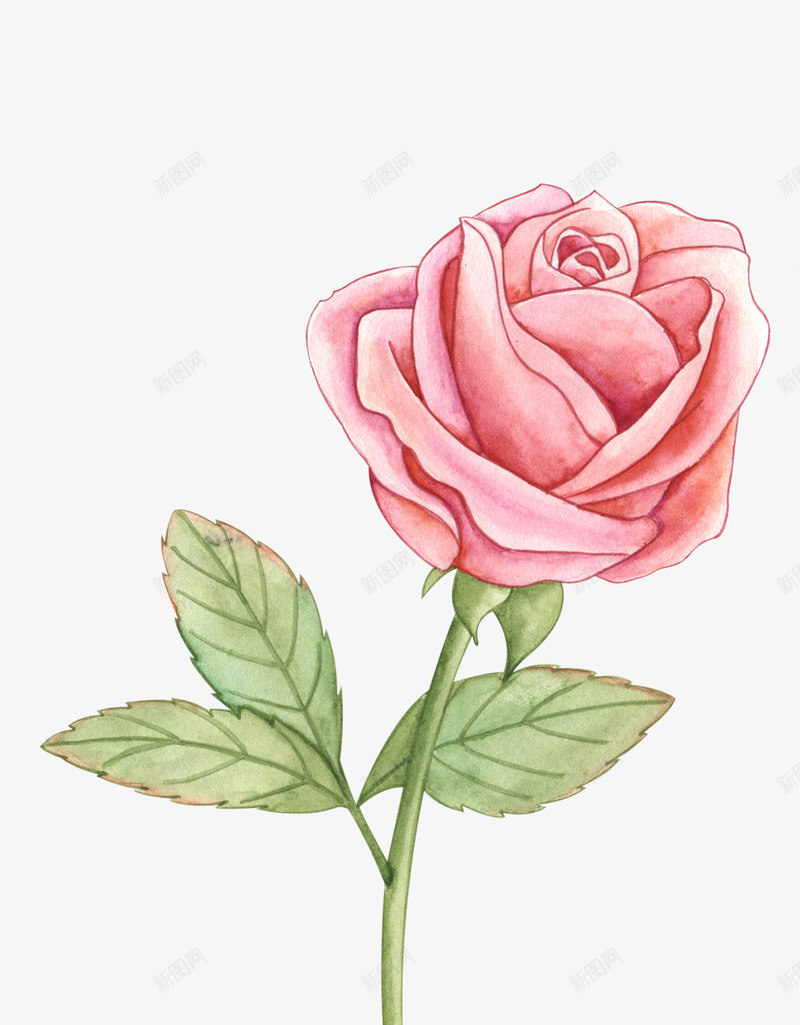 花参考2png免抠素材_新图网 https://ixintu.com 参考
