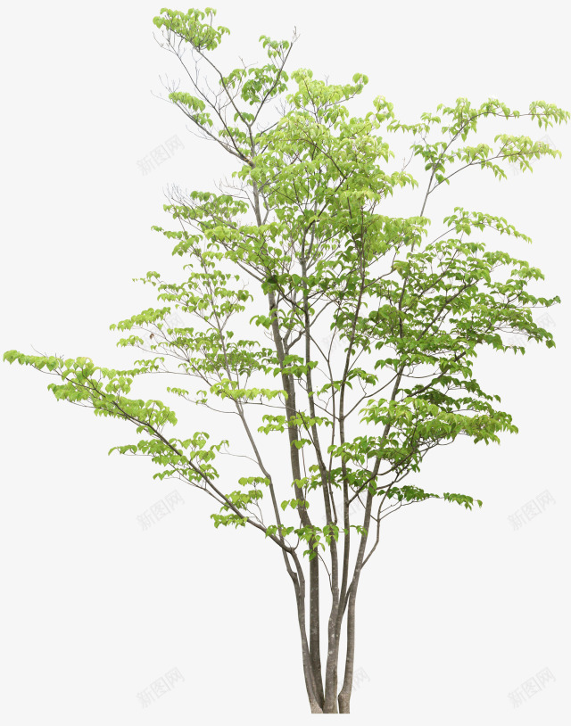 90后景观部落群 316535930花草植物盆栽png免抠素材_新图网 https://ixintu.com 景观 部落 花草 植物 盆栽