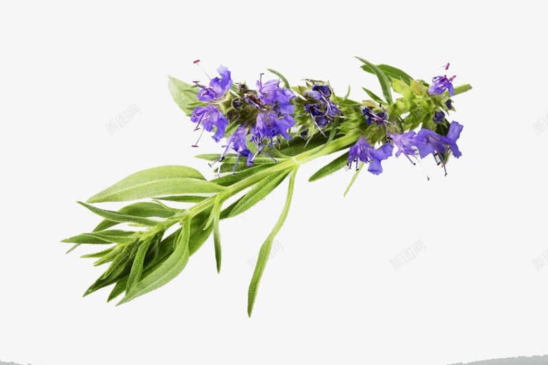 马鞭草3png免抠素材_新图网 https://ixintu.com 马鞭