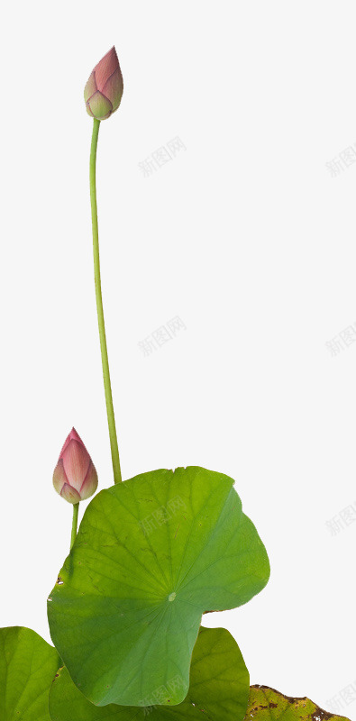莲花荷叶粉色花花鸟动物png免抠素材_新图网 https://ixintu.com 莲花 荷叶 粉色 花花 花鸟 动物