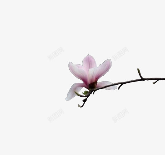 花2植物免扣png免抠素材_新图网 https://ixintu.com 植物 免扣