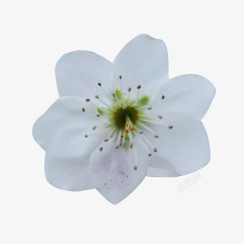 一朵梨花盛开png免抠素材_新图网 https://ixintu.com 春天 春季 李花 梨花 植物 花儿 花朵 赏花