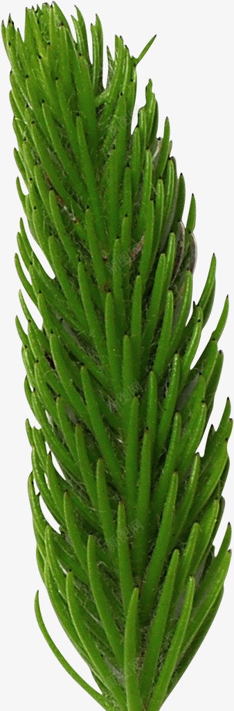 植物盆栽花草png免抠素材_新图网 https://ixintu.com 植物 盆栽 花草