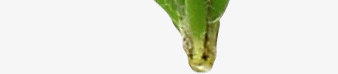 植物盆栽花草png免抠素材_新图网 https://ixintu.com 植物 盆栽 花草