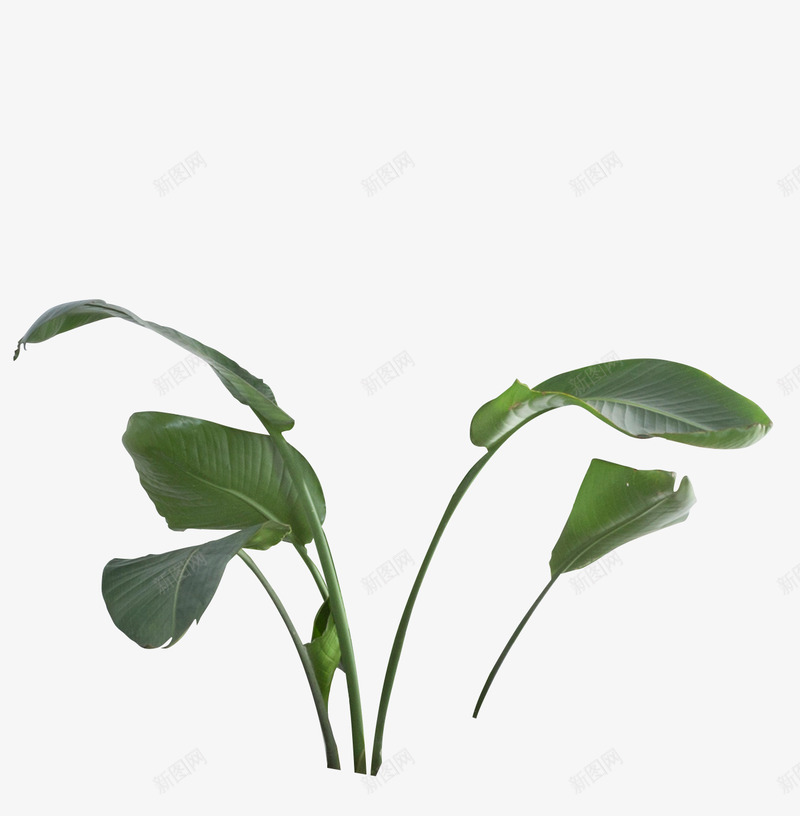 叶子2植物生活用品水花水纹线条牛奶png免抠素材_新图网 https://ixintu.com 叶子 植物 生活用品 水花 水纹 线条 牛奶