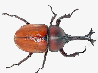 独角仙虫虫们png免抠素材_新图网 https://ixintu.com 独角 仙虫 虫们