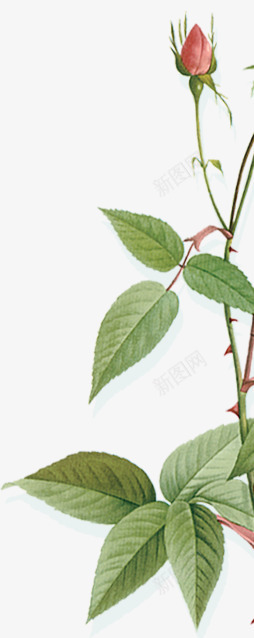 8月美肤节花和植物png免抠素材_新图网 https://ixintu.com 月美 肤节 植物
