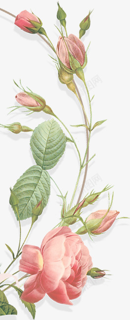 8月美肤节花和植物png免抠素材_新图网 https://ixintu.com 月美 肤节 植物