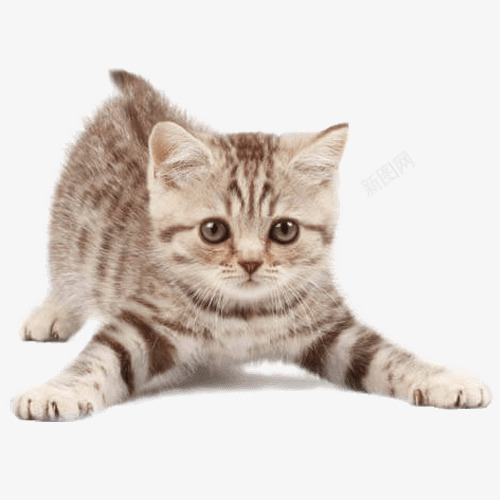 kisscatpetsittingkittendog5b1cdaf29f8f019184663815286177146536插画png免抠素材_新图网 https://ixintu.com 插画