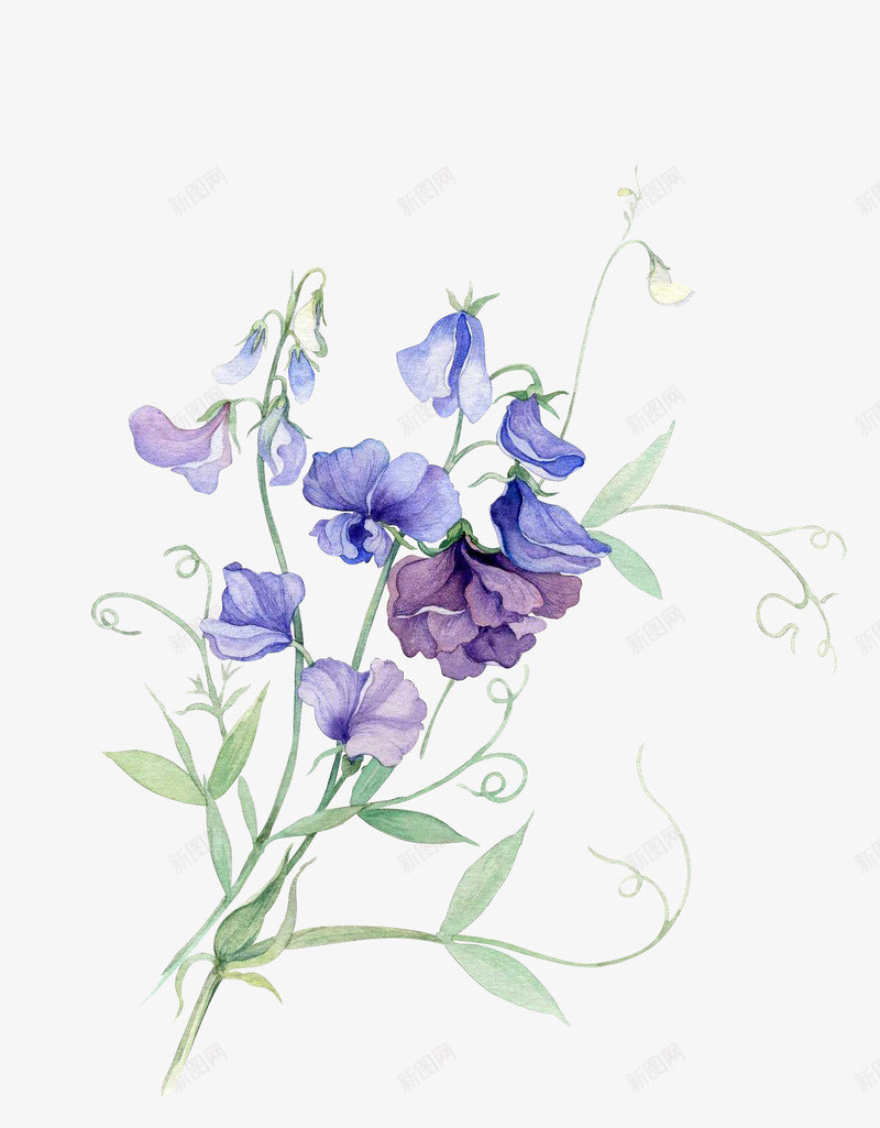 植物png免抠素材_新图网 https://ixintu.com 植物