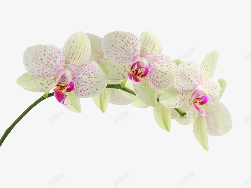16花花瓣png免抠素材_新图网 https://ixintu.com 花花 花瓣