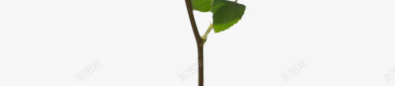 mhrfcpmh87970f35z花花瓣png免抠素材_新图网 https://ixintu.com 花花 花瓣