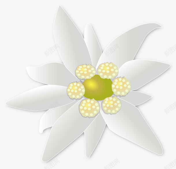 花花莲花装饰花朵png免抠素材_新图网 https://ixintu.com 花花 莲花 装饰 花朵