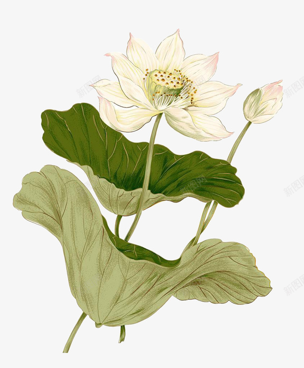 荷花荷叶插画中式元素png免抠素材_新图网 https://ixintu.com 荷花 荷叶 插画 元素