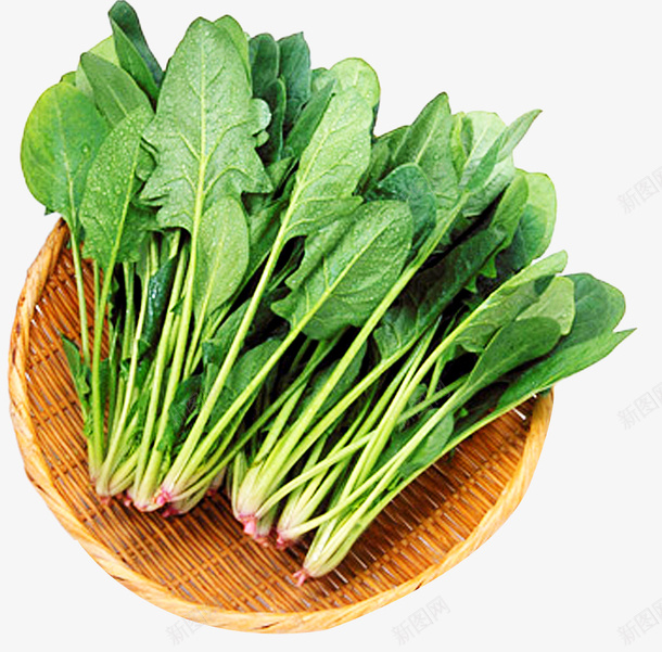 好吃的菠菜啊png免抠素材_新图网 https://ixintu.com 叶菜 时蔬 菠菜 蔬菜 赤根菜