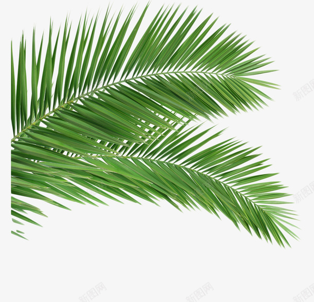树叶绿叶树枝绿植松针夏天png免抠素材_新图网 https://ixintu.com 树叶 树叶一串 树枝 绿叶 绿植