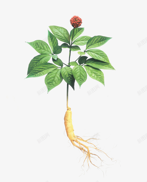 人参带叶花元素png免抠素材_新图网 https://ixintu.com 人参 人参叶 带花人参 海报设计 绿叶 绿植元素 设计