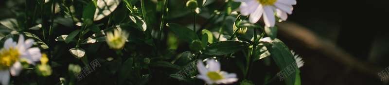 花草野花独特春天jpg设计背景_新图网 https://ixintu.com 花草 野花 独特 春天
