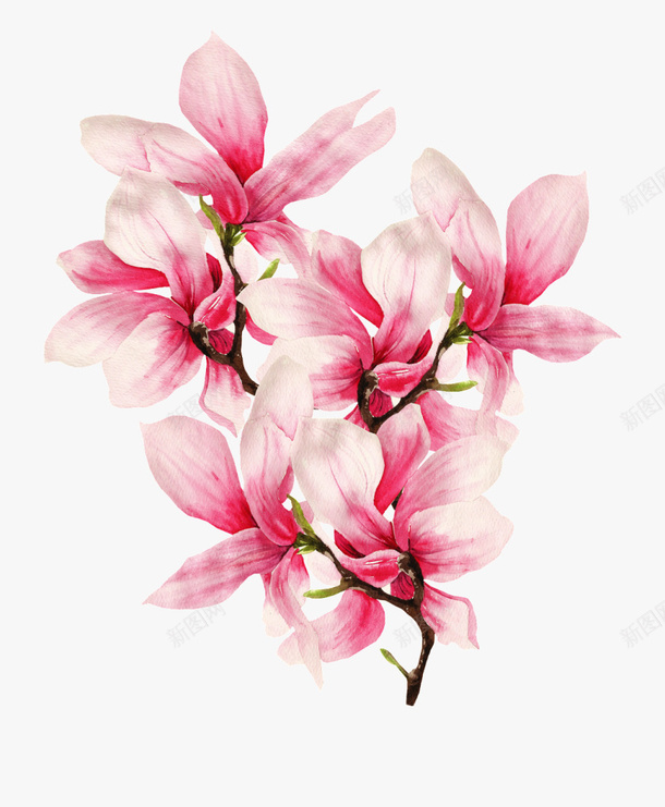 精美中国风高清紫玉兰手绘插画素材png免抠素材_新图网 https://ixintu.com 中国风 玉兰 紫玉兰 辛夷花 手绘 水墨 植物 花