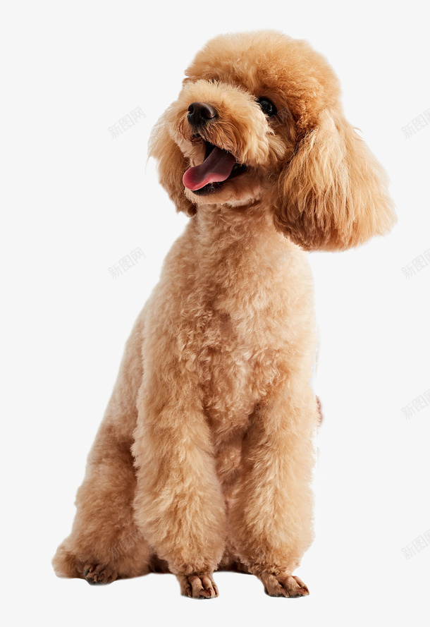 狗泰迪犬贵宾犬png免抠素材_新图网 https://ixintu.com 泰迪 狗 贵宾 宠物