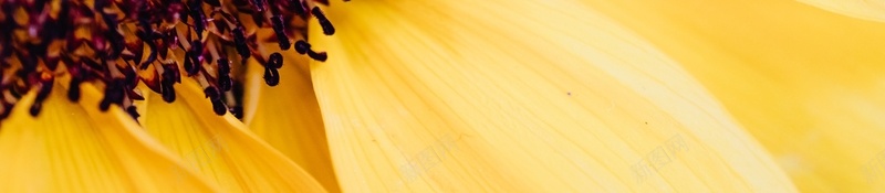 向日葵开花春天阳光jpg设计背景_新图网 https://ixintu.com 向日葵 开花 春天 阳光