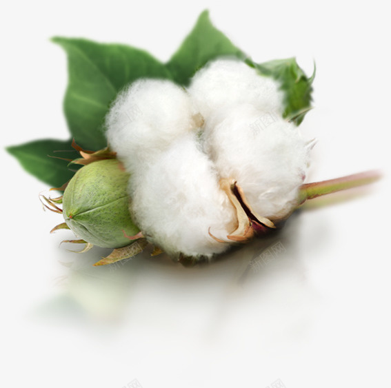 棉花白色单独纯棉png免抠素材_新图网 https://ixintu.com 棉花 白色 单独 纯棉