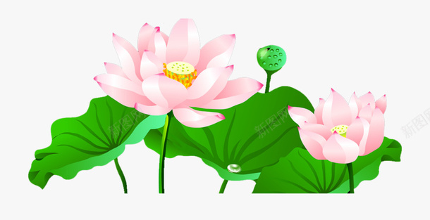 精美中国风手绘荷叶荷花插画素材png免抠素材_新图网 https://ixintu.com 中国风 植物 竹子荷花荷叶满池塘 荷叶 荷花 莲蓬